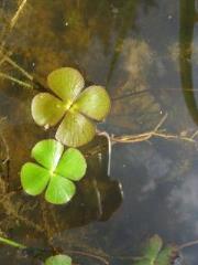 Botanični vrt TAL 2000 1